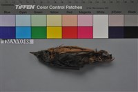 藏品(茶腹鳾)的圖片